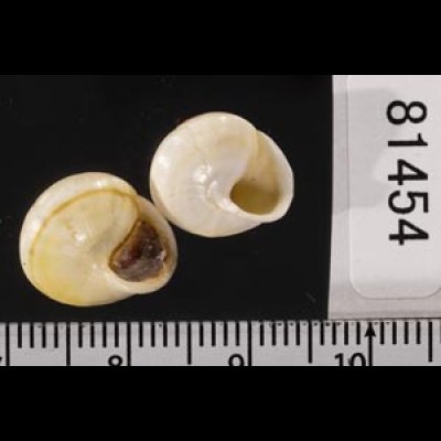 画像2: ジャマイカヤマキサゴの一種