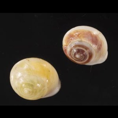 画像1: ジャマイカヤマキサゴの一種