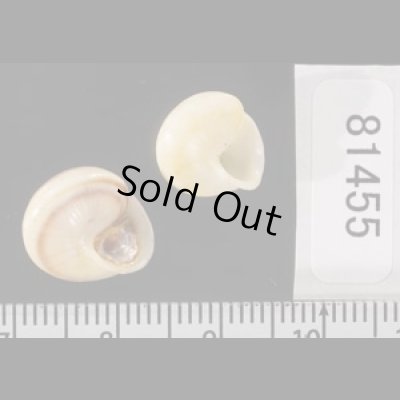 画像2: ジャマイカヤマキサゴの一種