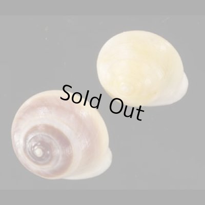 画像1: ジャマイカヤマキサゴの一種