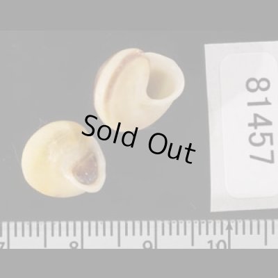 画像2: ジャマイカヤマキサゴの一種