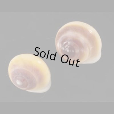 画像1: ジャマイカヤマキサゴの一種