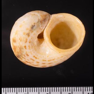 オオシマヤマタニシ Cyclophorus oshimanusfig.3