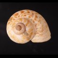 オオシマヤマタニシ