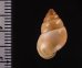 イトカケトウガタマイマイ (仮称) Rhinus suturalisfig.2