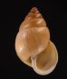イトカケトウガタマイマイ (仮称) Rhinus suturalisfig.1