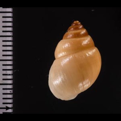 イトカケトウガタマイマイ (仮称) Rhinus suturalisfig.2