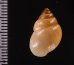 イトカケトウガタマイマイ (仮称) Rhinus suturalisfig.2