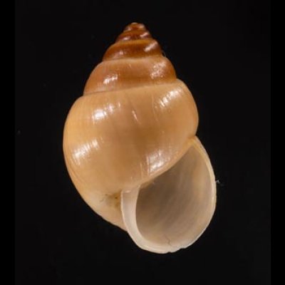 イトカケトウガタマイマイ (仮称) Rhinus suturalisfig.1