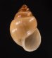 イトカケトウガタマイマイ (仮称) Rhinus suturalisfig.1
