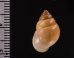 イトカケトウガタマイマイ (仮称) Rhinus suturalisfig.2