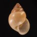 イトカケトウガタマイマイ (仮称) Rhinus suturalisfig.1