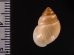 イトカケトウガタマイマイ (仮称) Rhinus suturalisfig.2