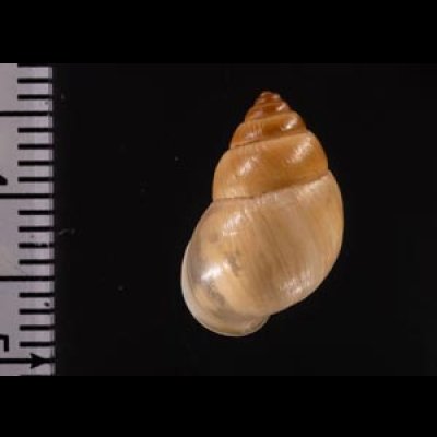 イトカケトウガタマイマイ (仮称) Rhinus suturalisfig.2