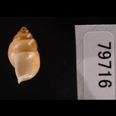 イトカケトウガタマイマイ (仮称) Rhinus suturalisfig.3