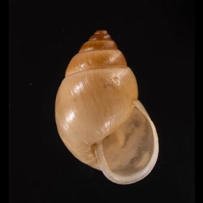 イトカケトウガタマイマイ (仮称) Rhinus suturalisfig.1