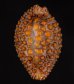 キノコダマ Jenneria pustulatafig.1