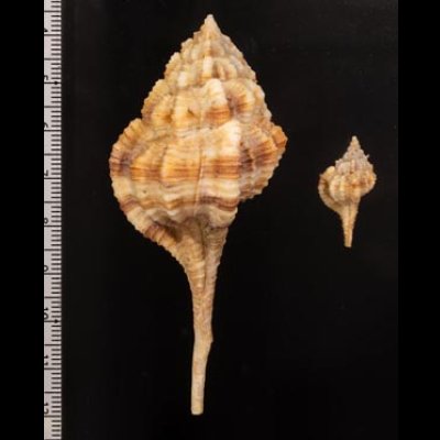サイヅチツブリ 才槌頭 Haustellum dentiferfig.2