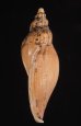 タカサゴヒタチオビ 高砂常陸帯 Fulgoraria  formosanafig.3