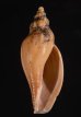 タカサゴヒタチオビ 高砂常陸帯 Fulgoraria  formosanafig.1