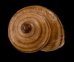 コヅヤポルトサントマイマイ (仮称) Actinella nitidiusculafig.2