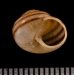 コヅヤポルトサントマイマイ (仮称) Actinella nitidiusculafig.3