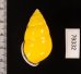 マレーマイマイ Amphidromus peversusfig.2