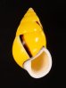 マレーマイマイ Amphidromus peversusfig.1