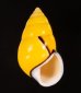 マレーマイマイ Amphidromus peversusfig.1