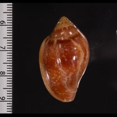 アデヤカヘリトリ Marginella glabellafig.2