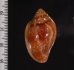 アデヤカヘリトリ Marginella glabellafig.2