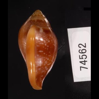 アデヤカヘリトリ Marginella glabellafig.3