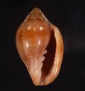 Marginella glabella アデヤカヘリトリ