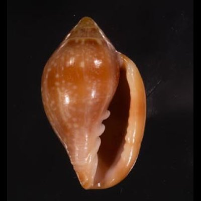 アデヤカヘリトリ Marginella glabellafig.1