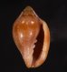 アデヤカヘリトリ Marginella glabellafig.1