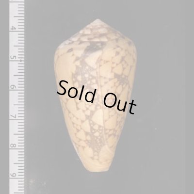 バザルトアジロイモ Conus pennaceus bazarutensisfig.2