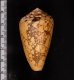 バザルトアジロイモ Conus pennaceus bazarutensisfig.2