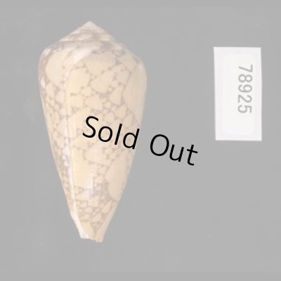 バザルトアジロイモ Conus pennaceus bazarutensisfig.3