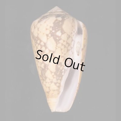 バザルトアジロイモ Conus pennaceus bazarutensisfig.1