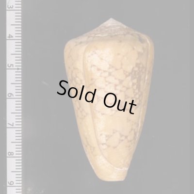 バザルトアジロイモ Conus pennaceus bazarutensisfig.2