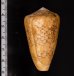バザルトアジロイモ Conus pennaceus bazarutensisfig.2