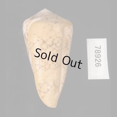 バザルトアジロイモ Conus pennaceus bazarutensisfig.3