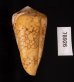 バザルトアジロイモ Conus pennaceus bazarutensisfig.3