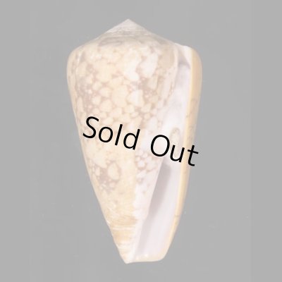 バザルトアジロイモ Conus pennaceus bazarutensisfig.1