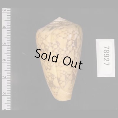 バザルトアジロイモ Conus pennaceus bazarutensisfig.2