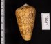 バザルトアジロイモ Conus pennaceus bazarutensisfig.2