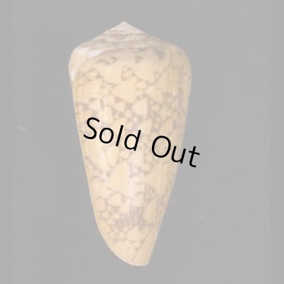 バザルトアジロイモ Conus pennaceus bazarutensisfig.3