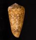 バザルトアジロイモ Conus pennaceus bazarutensisfig.3