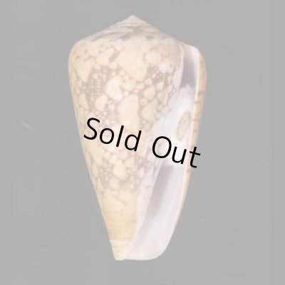 バザルトアジロイモ Conus pennaceus bazarutensisfig.1