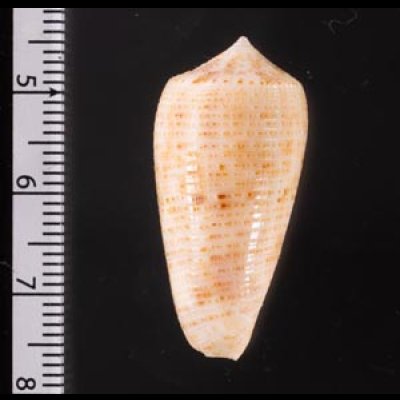 オボロイモ Conus nimbosusfig.2